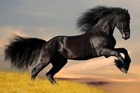 pic for Horse 